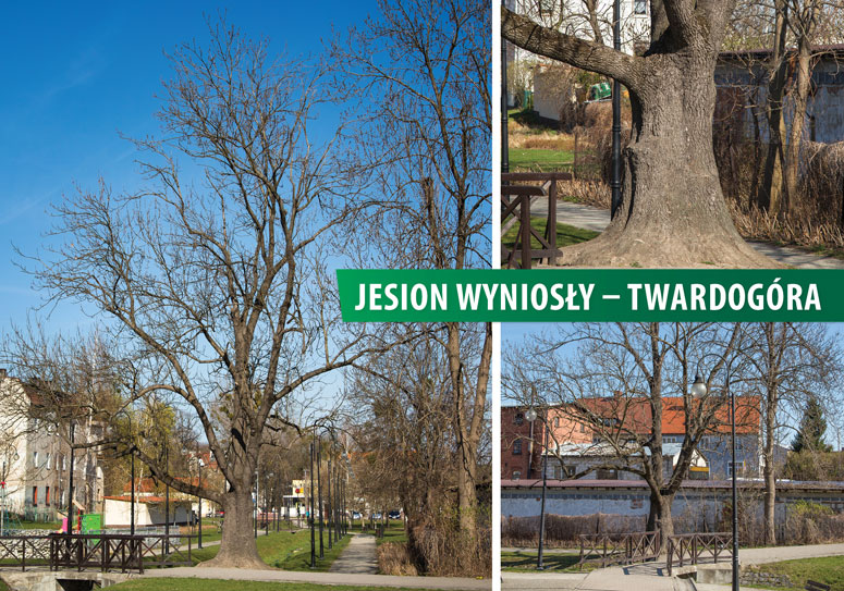 Mieszkańcy wybrali nazwy dla przyszłych pomników przyrody