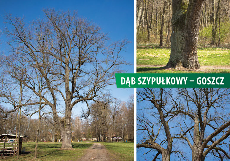 Mieszkańcy wybrali nazwy dla przyszłych pomników przyrody