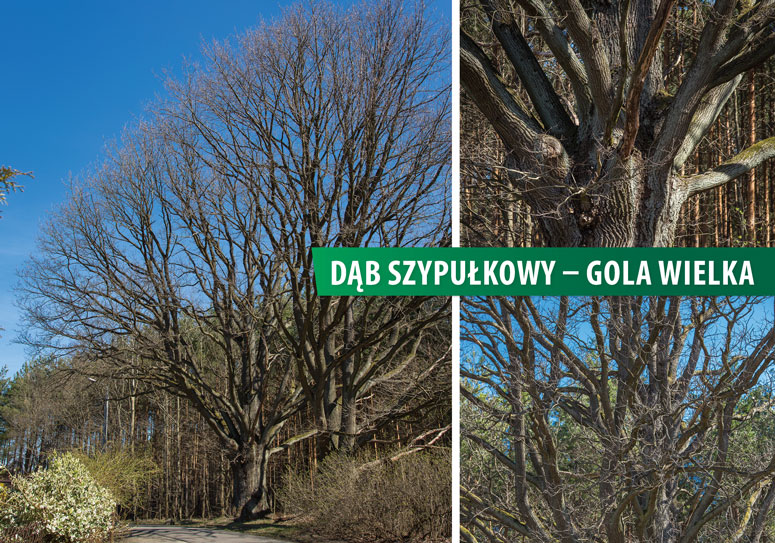 Mieszkańcy wybrali nazwy dla przyszłych pomników przyrody